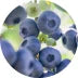 Eine Nahaufnahme von reifen Blaubeeren, die an einem Busch hängen, im Hintergrund sind grüne Blätter zu sehen.