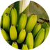 Eine Nahaufnahme einer Gruppe unreifer grüner Bananen, die an einer Pflanze wachsen und von grünem Laub umgeben sind.