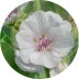 Nahaufnahme einer weißen Blume mit zarten Blütenblättern, einem Büschel rosa Staubgefäße in der Mitte und grünen Blättern und Stängeln im Hintergrund.